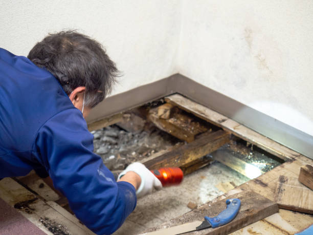 Best White Mold Remediation in Middle River, MD