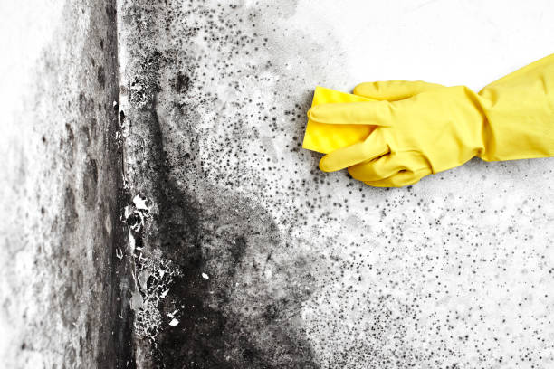 Best Black Mold Remediation in Middle River, MD