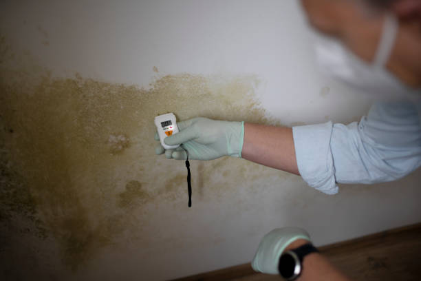 Best Mold Testing and Inspection Services in Middle River, MD