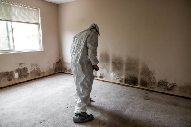 Best Health and Safety Mold Remediation in Middle River, MD