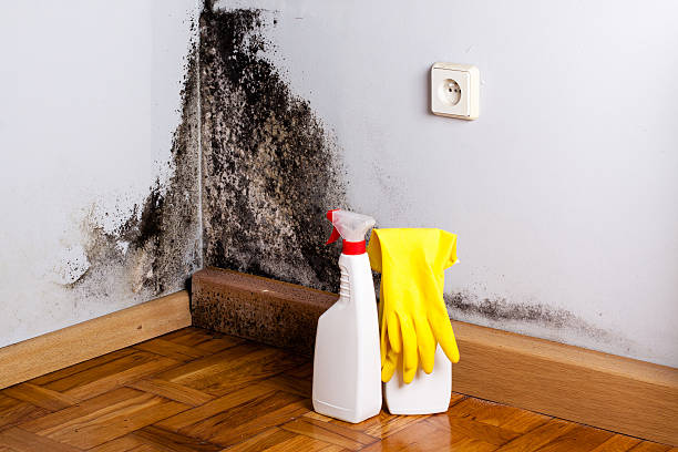 Best Residential Mold Remediation in Middle River, MD
