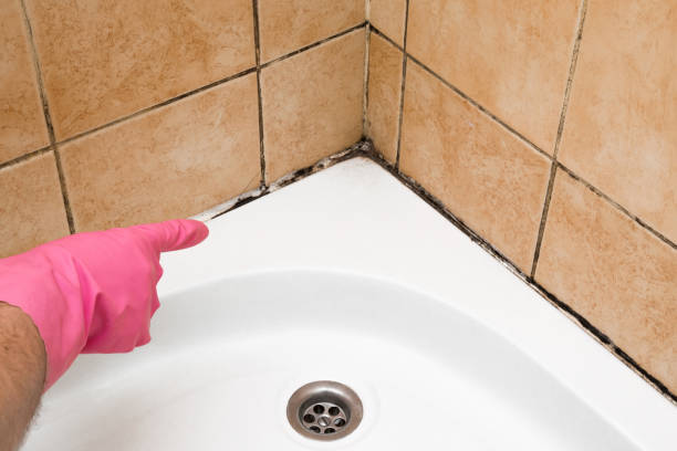 Best DIY Mold Remediation Support Services in Middle River, MD